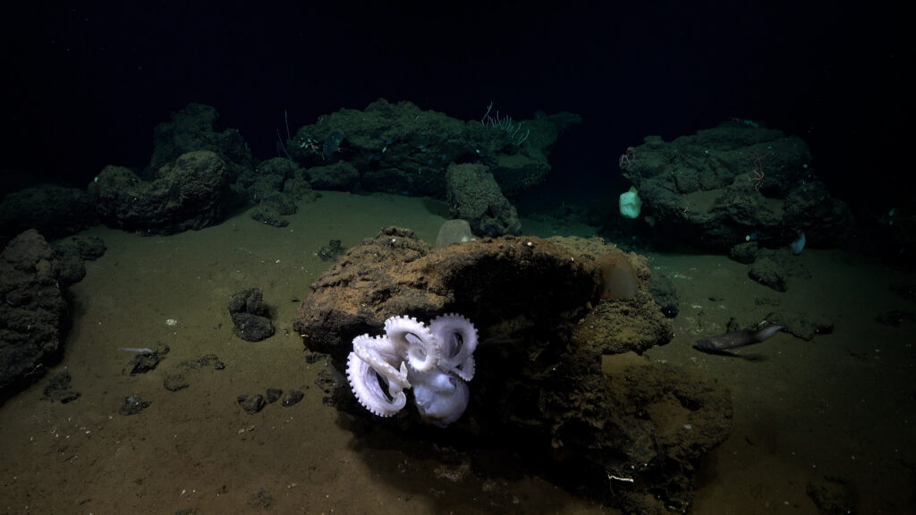 Scientists create octopus survival guide to minimize impacts of