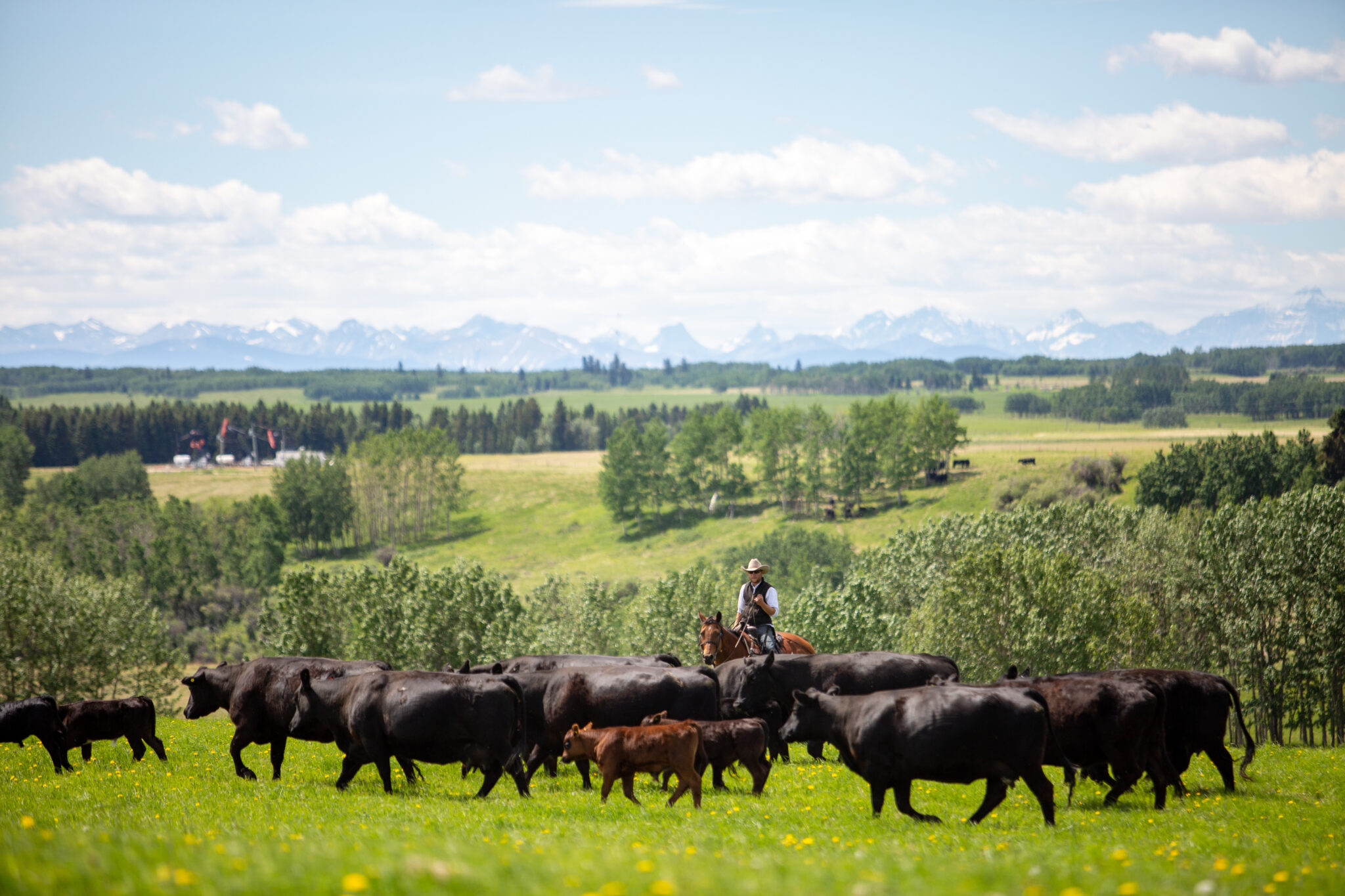 Meanwhile, Back at the Ranch arch magazine