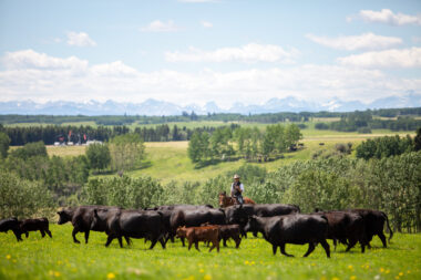 Cattle in a field at W.A. Ranches