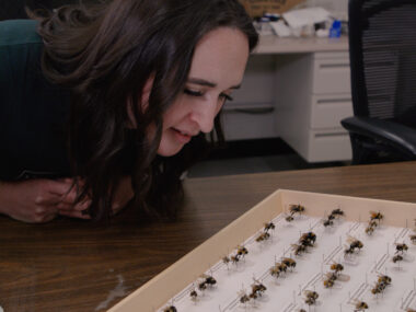 Photo of Justine Doll looking at some bee specimens