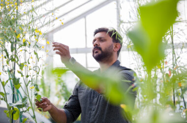 Marcus Samuel in a greenhouse looking at a canola plant.